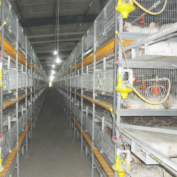 Broiler cage (Auto. move out)