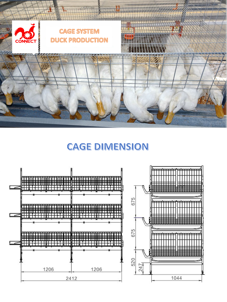 Cage duck 750.jpg